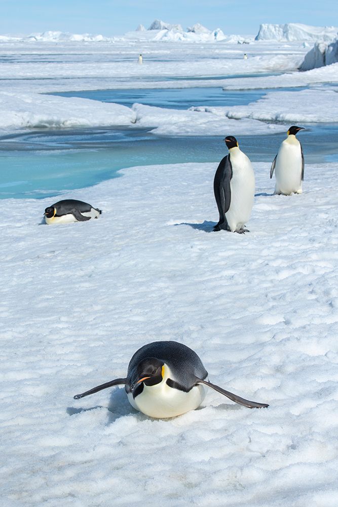 Antarctica-Weddell Sea-Snow Hill. Emperor penguins toboggining.